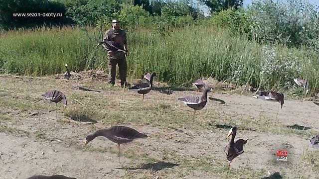 ?Супер компактные чучела гусей и реалистичные махокрылы от производителя Сезон-охоты смотреть онлайн