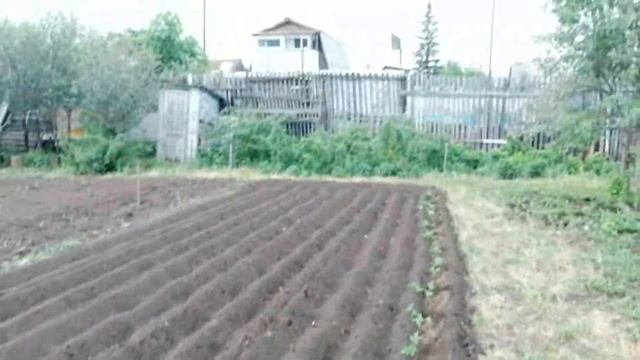 Самый ленивый способ выращивания томатов." Ползучие помидоры" смотреть онлайн