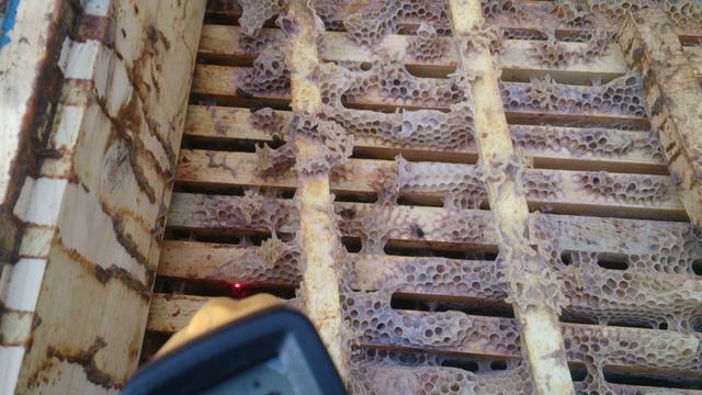 Пчелопакеты бакфаст карника пчеломатки плодные 2019 от племенных из Германии т 89603022455