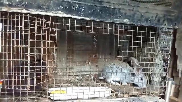 ?Когда устанавливать маточник крольчихи//Жизнь в деревне!!! смотреть онлайн