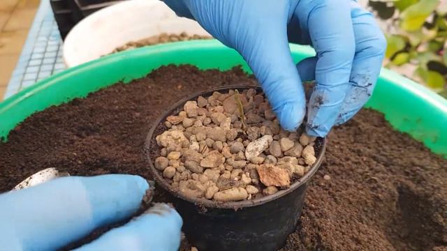 Ставропольский ботанический сад. Посадка кувшинки Виктории Круциана. смотреть онлайн