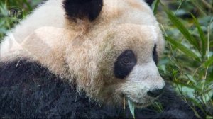 ? ПАНДА - САМОЕ  СИМПАТИЧНОЕ  ЖИВОТНОЕ  НА ЗЕМЛЕ! Все про панду!