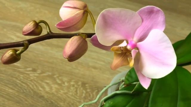 НОВОГОДНЕЕ начало цветения ОРХИДЕИ Салинас в чем отличие от фаленопсиса Ченгду смотреть онлайн