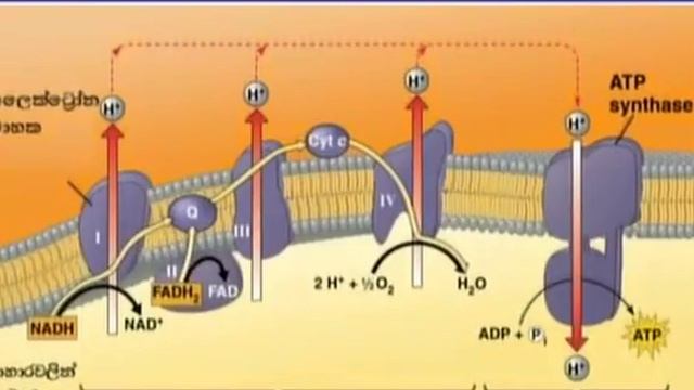 Biology |2018- 01- 06|Jathika Pasala смотреть онлайн