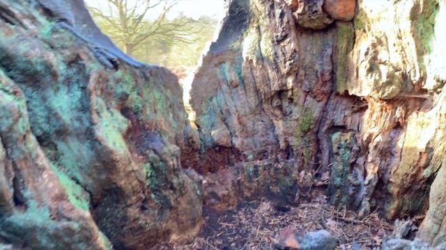 Richmond Park, London