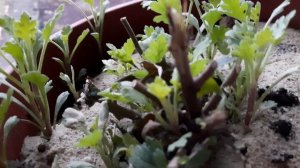 БОРЬБА С ВРЕДИТЕЛЯМИ НА ХРИЗАНТЕМЕ В ГОРШКАХ ПРОДОЛЖАЕТСЯ. ОЧЕРЕДНЯ ОБРАБОТКА.УВЕЛИЧИВАЮ ДОЗУ.