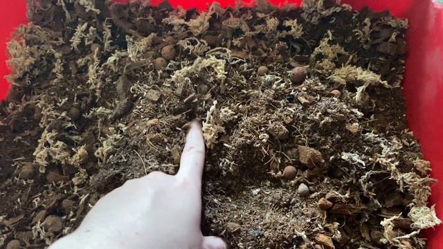 How I Built My Paludarium | Fire Bellied Toad Tank смотреть онлайн