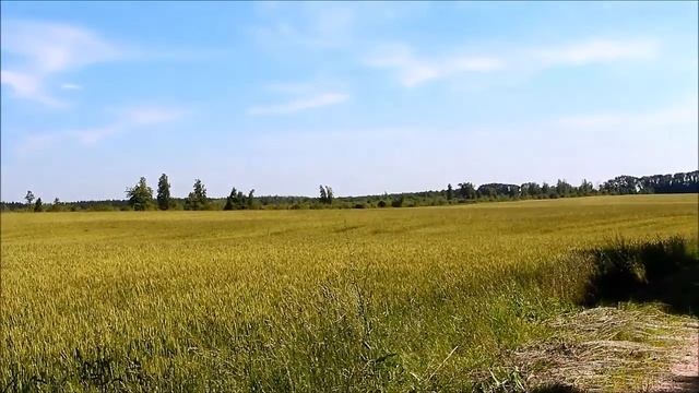 Поле, зерно, колоски | Nature_My village смотреть онлайн