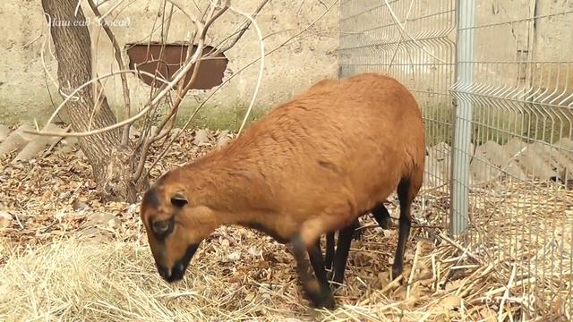 Камерунские овцы. Cameroon sheep смотреть онлайн