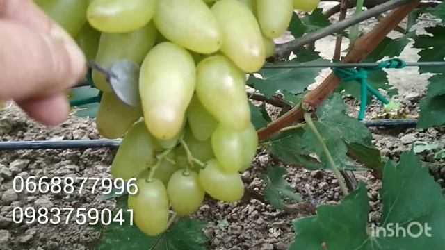 Артэк-суперский виноград. смотреть онлайн