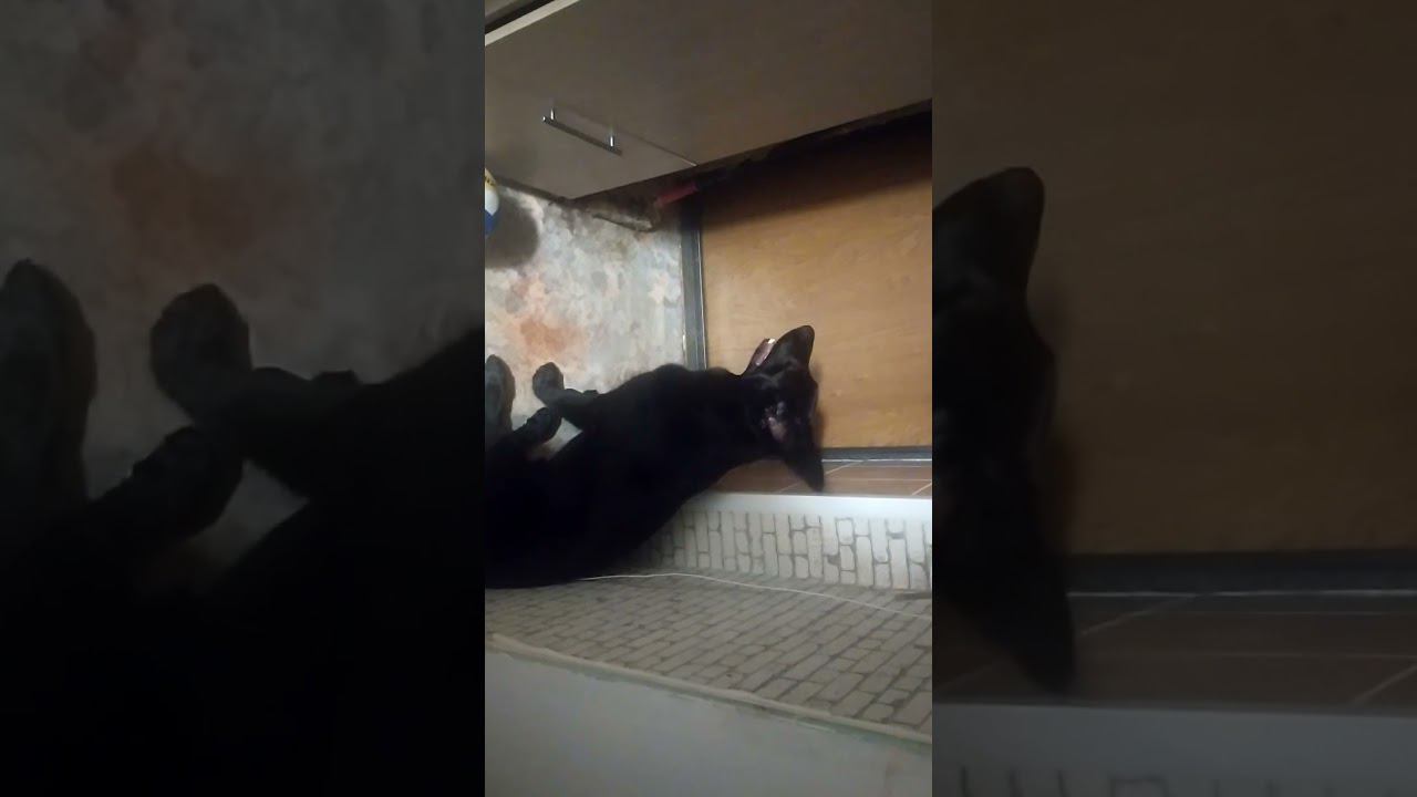 ВЕО черная Восточно Европейская Овчарка 7 смотреть онлайн