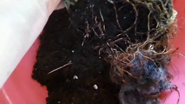 Черенкую педилантус. Переваливаю ктенанту. смотреть онлайн