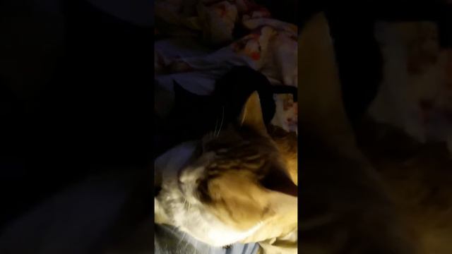 Борьба за женское внимание))) смотреть онлайн