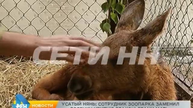 Работник зоопарка стал приемным отцом маленькому лосенку смотреть онлайн