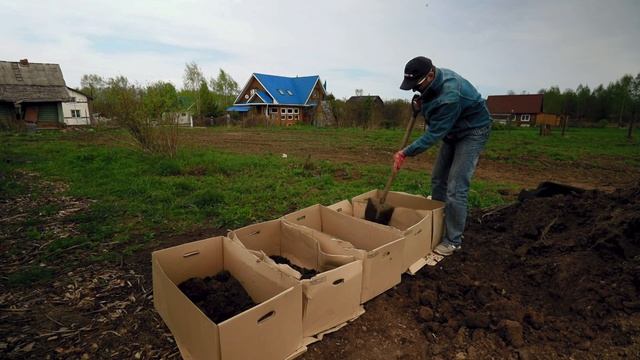 САЖАЮ КАРТОФЕЛЯ в ВЕДРО и КАРТОННЫЕ КОРОБА. Картофель: Барс, Индиго и Салблю. Эксперты в огороде. смотреть онлайн