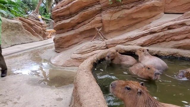次々に飛び出すカピバラさん 飼育員さんに元に戻される。-Capybaras Play A Lot/Zookeeper 神戸どうぶつ王国