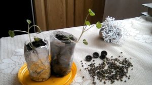 Лаватера. Выращивание лаватеры из семян.