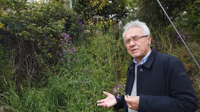 Lunaria Annua per Stimolare l'Appetito смотреть онлайн