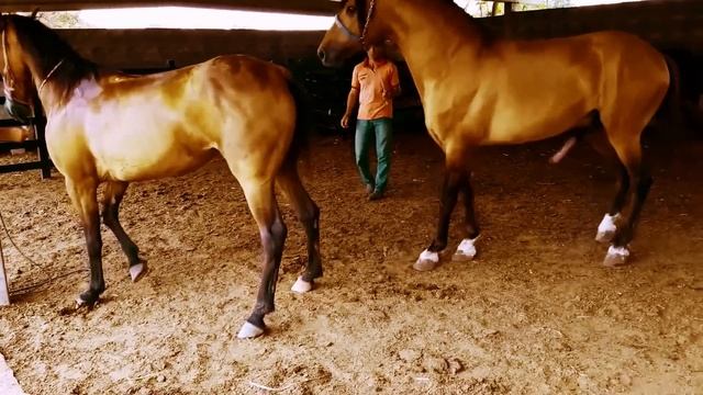Semental Corindón Caballos Encuentro De Primavera Con Yeguas Cavalos Horses, Garanhão E égua