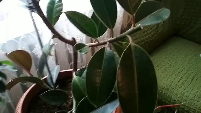 Формирую Каучуконосный фикус. смотреть онлайн