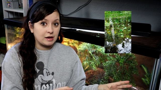 Differences Between Terrarium, Riparium, Vivarium... Etc.