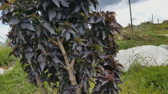 ГЛИЦИНИЯ в Беларуси. На шестой год зацвела. смотреть онлайн