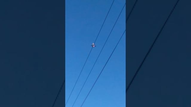 ШОК! Птица танцует! Смотреть всем! смотреть онлайн