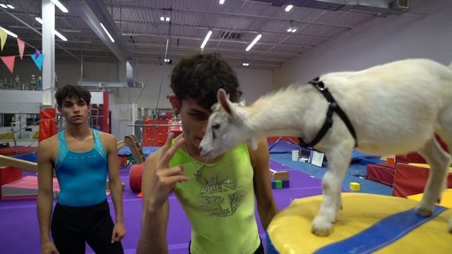 LITTLE SISTER vs. GOAT GYMNASTICS COMPETITION! смотреть онлайн
