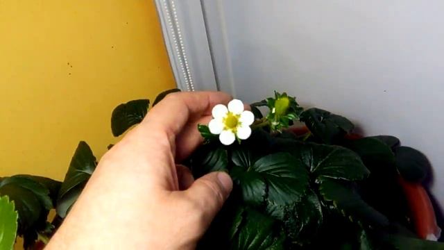 Выращивание дома ремонтантная клубника земляника strawberry на окне 19.11.18. Фреска созревает. смотреть онлайн