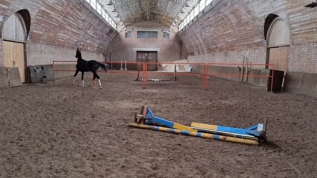 Продаётся ахалтекинская кобыла чемпионка 2022 годаAkhal-Teke mare for salehttp://akhaltekellc.com/ смотреть онлайн