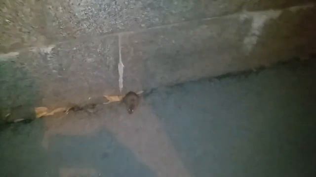 Мышка встречает меня.