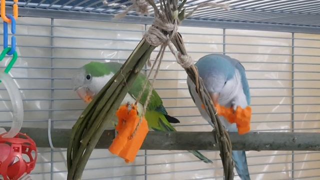 КЕША ЛЮБИМЧИК! УРОК ДЛЯ ПОПУГАЯ. УЧИМ ПОПУГАЯ ГОВОРИТЬ СВОЁ ИМЯ. смотреть онлайн