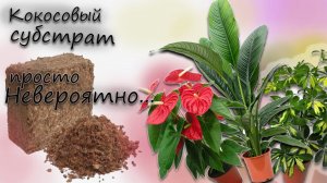 Кокосовый субстрат для антуриумов не вероятно... но в нём растёт всё !!!