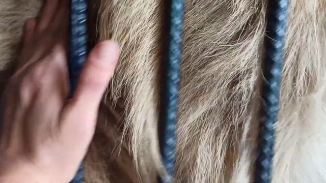 Симбоня, самый бесподобный лев ???❤