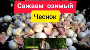 Чеснок посадка / Посадка озимого чеснока