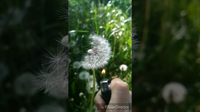 Прекрасный стих Ах Астаховой смотреть онлайн