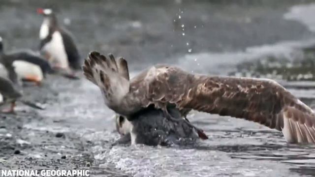 Being A Penguin Is Not Easy смотреть онлайн