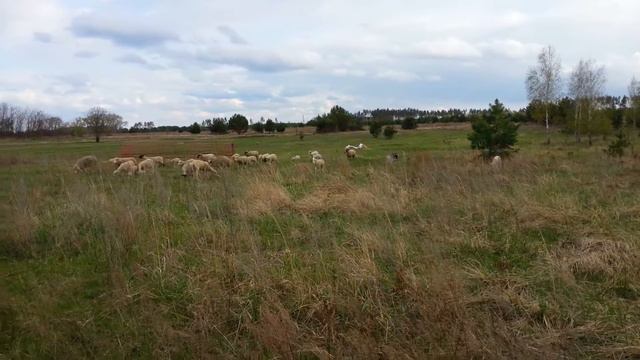 Парная работа бордер колли на выпасе овец. ДЦ "Династия" смотреть онлайн