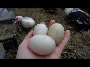 ИНДОУТКА ЗАНЕСЛАСЬ - Забирать яйцо или нет ? Яйцекладка уток / Забирать яйца с гнёзда или оставлять?