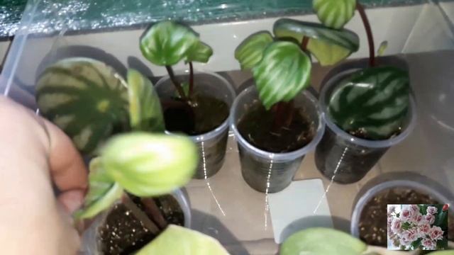 Комнатные цветы. смотреть онлайн