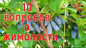 10 ВАЖНЫХ вопросов о ЖИМОЛОСТИ! Ответы "почемучкам" !