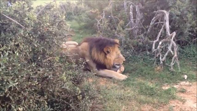 African wild animals. Wild lion in 2 meters distance. Африканские животные. Лев в 2-х метрах смотреть онлайн