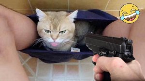 Смешные видео про кошек и собак ?