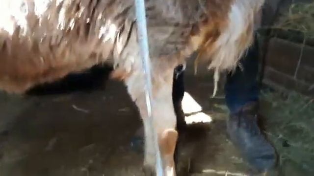 (492) Гиссар Кочкор. смотреть онлайн