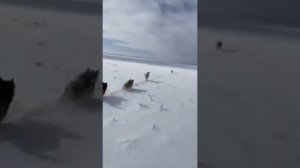 Охота с собаками на волка!