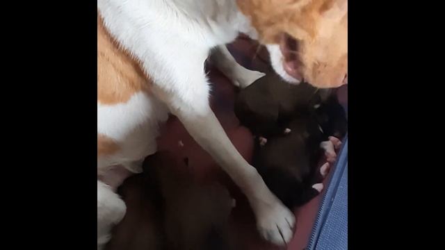 Новорожденные щенки. Первые сутки жизни щенков, кряхтят как детки #Shorts смотреть онлайн