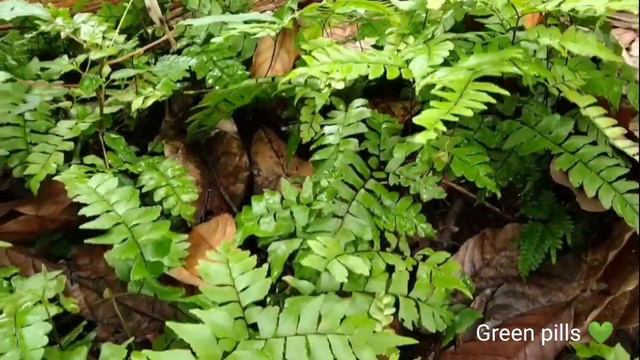 Zero Cost Plant Hunting (syngonium,fern,sunset Plant,heliconia)latest ,malayalm