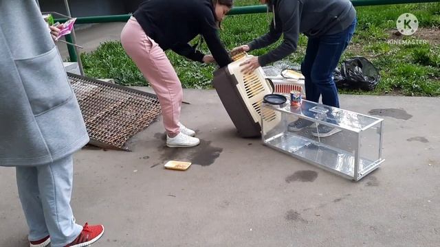 Ловим кошку и котят для пристройства в приют с дальнейшим поиском семьи