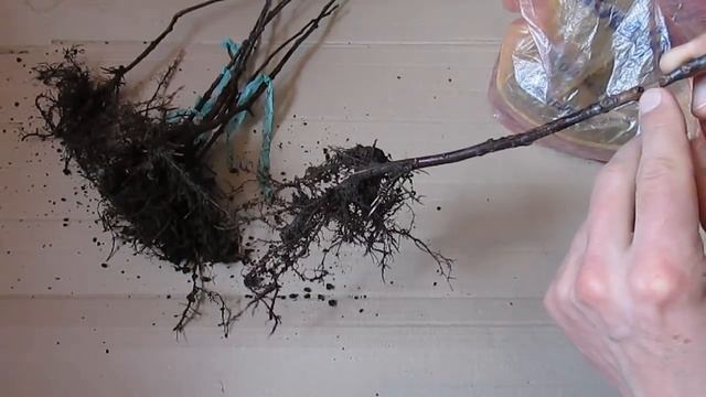 Выращивание клоновых подвоев - мой первый результат смотреть онлайн