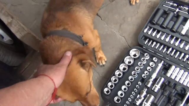 Пежо 307 (доливка масла в МКПП) смотреть онлайн